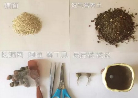 生石花怎么修根1
