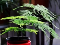 文竹盆景怎样修剪