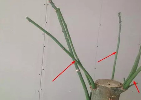 盆栽发财树怎么修剪方法图解3