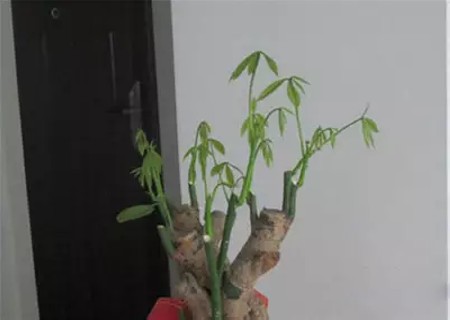 盆栽发财树怎么修剪方法图解4