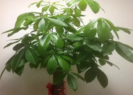 盆栽发财树怎么修剪方法图解2