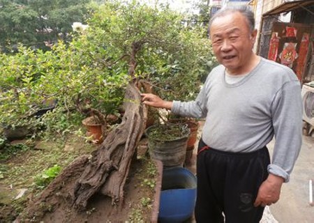 石榴树环剥技术1