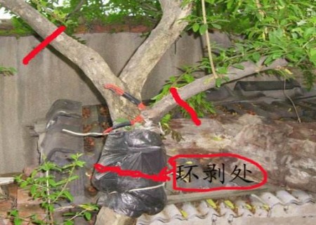 石榴树环剥技术2