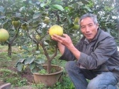盆栽沙田柚修剪技术
