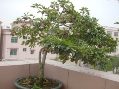 盆栽龙眼控梢促花技术新方法