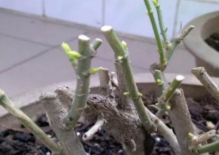 盆栽茉莉的修剪方法3