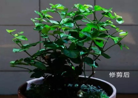 盆栽茉莉的修剪方法2
