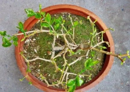 盆栽茉莉的修剪方法5