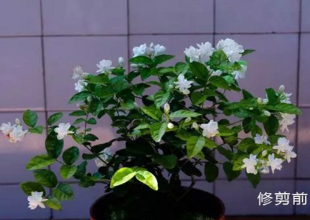 盆栽茉莉的修剪方法1