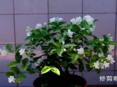茉莉花怎么修剪枝条？盆栽茉莉的修剪方法