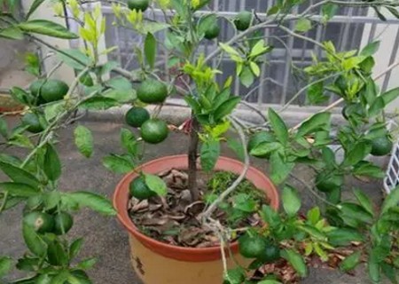 盆栽桔子树修剪方法