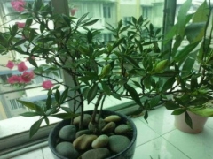 芒果控梢促花技术