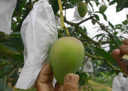 盆栽芒果树控花疏果技术