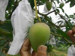 盆栽芒果树控花疏果技术