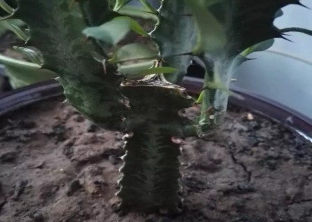 盆栽龙骨花修剪方法图解2