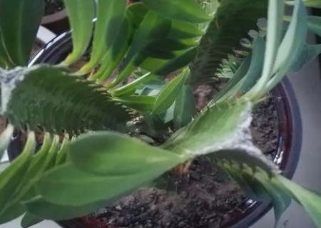 盆栽龙骨花修剪方法图解2
