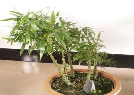 盆栽佛肚竹