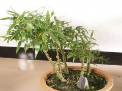 盆栽佛肚竹的修剪方法
