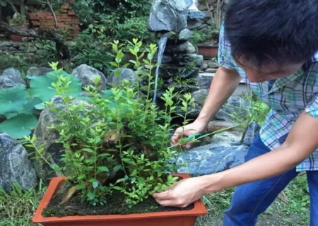 映山红下山桩的拔芽与定型1