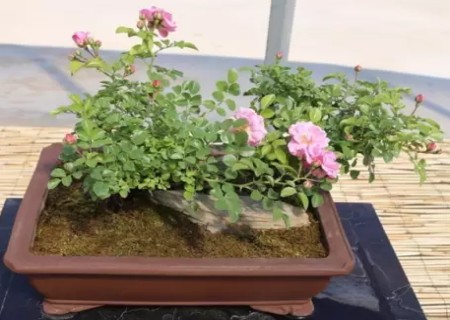 盆栽蔷薇花如何剪枝