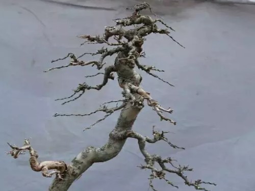 榔榆盆景的修剪技巧6