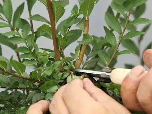 榔榆盆景的修剪技巧2