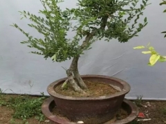 榔榆盆景的修剪技巧