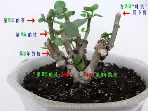 盆栽长寿花