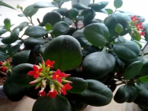 长寿花