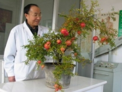 盆栽石榴花怎样剪枝