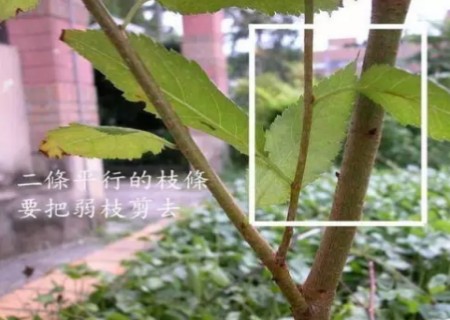 怎样修剪三角梅盆景4