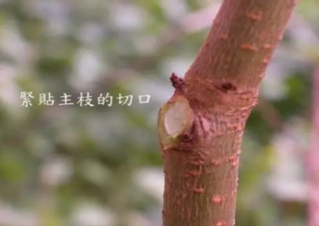 怎样修剪三角梅盆景1