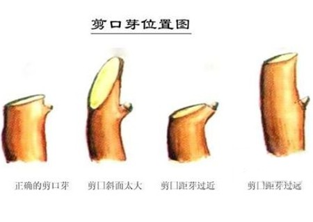三角梅盆景修剪过程（修剪图）2