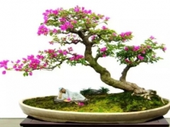 三角梅盆景修剪过程（修剪图）