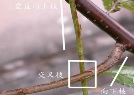 三角梅盆景修剪过程（修剪图）4