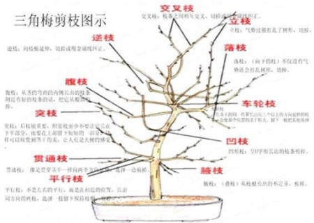 三角梅盆景修剪过程（修剪图）1
