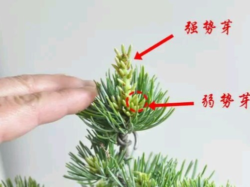 盆栽摘芽