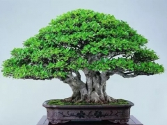 榕树盆景摘叶方法