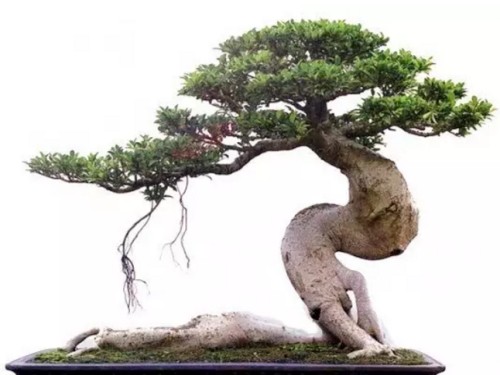榕树盆景