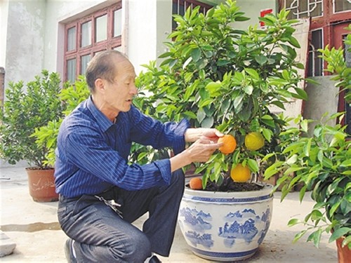桔子树盆景修剪技术