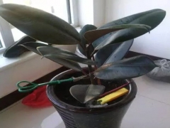 橡皮树盆栽修剪技术