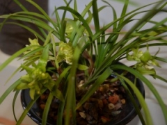 上盆前兰花怎样修根