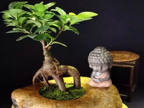 小叶榕盆景图片