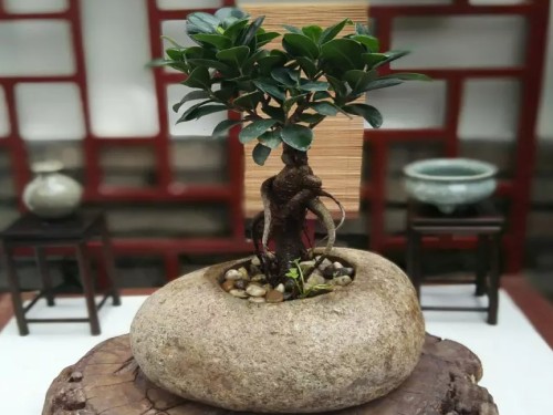 小叶榕盆景图片