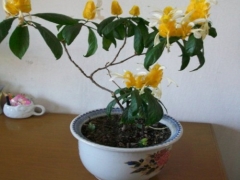 金苞花修剪方法