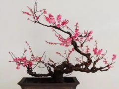 红梅盆景修剪技术