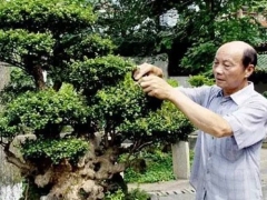 盆景日常修剪技巧