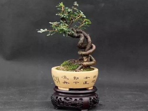 金雀盆景怎么修剪