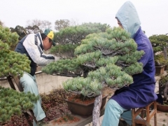 五针松盆景怎样修剪