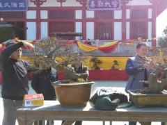 修剪盆景的理由